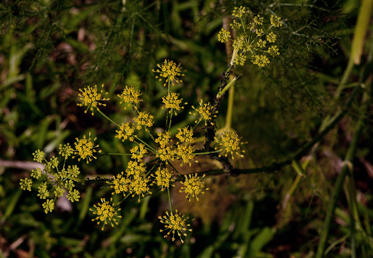 Foeniculum vulgare