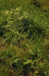 Afroligusticum claessensii