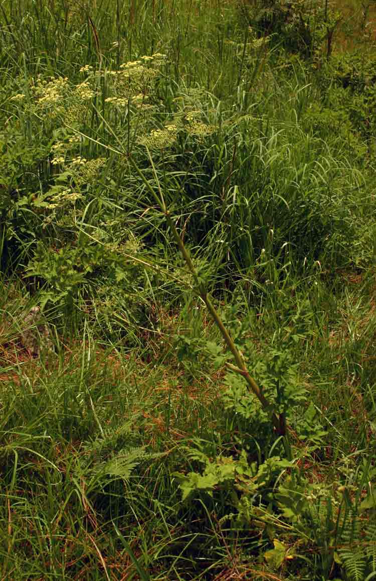 Afroligusticum claessensii