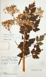 Afroligusticum claessensii