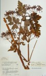 Afroligusticum claessensii