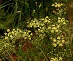 Afroligusticum claessensii