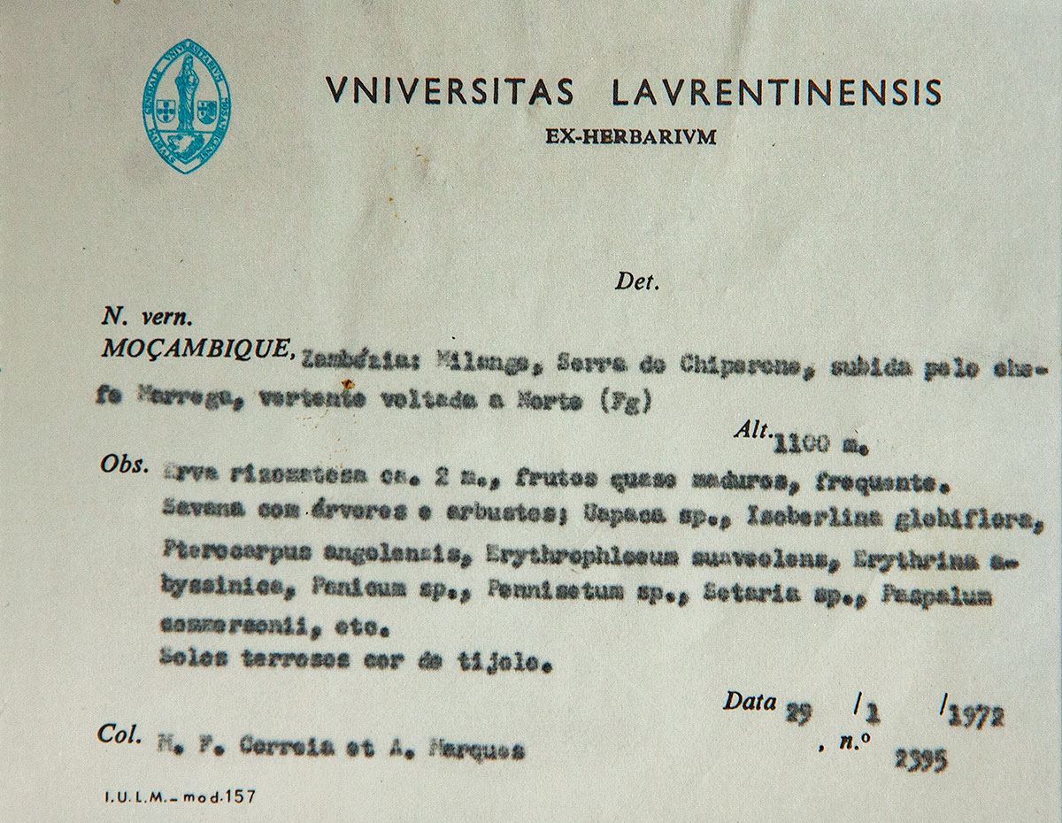 Afroligusticum claessensii