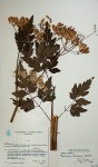 Afroligusticum claessensii