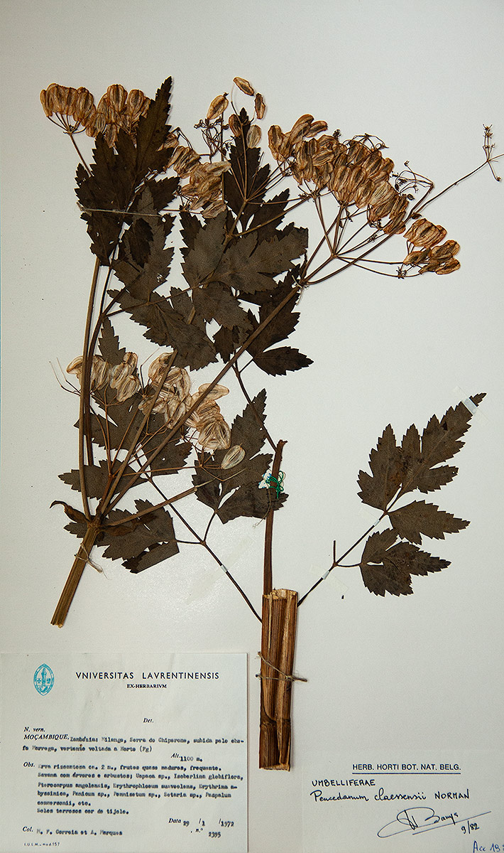 Afroligusticum claessensii