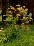 Afroligusticum claessensii