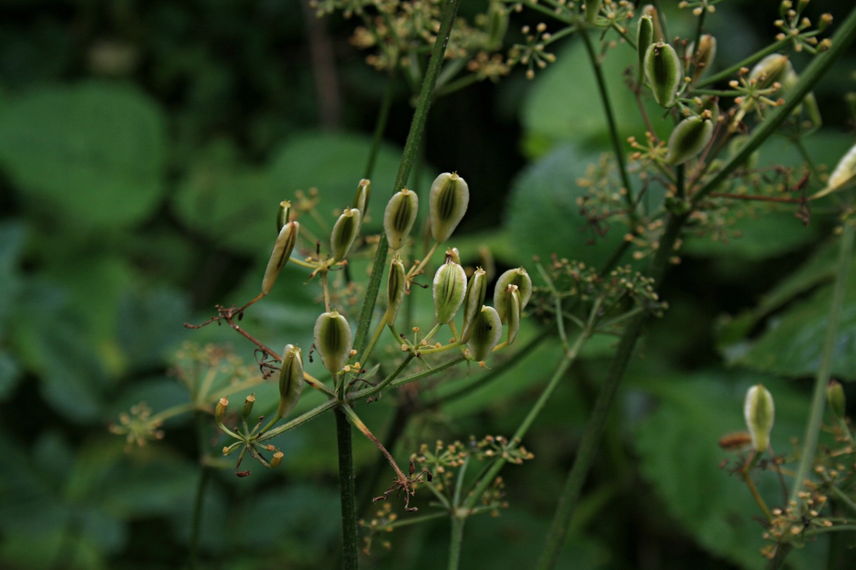Afroligusticum claessensii