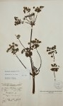 Afroligusticum claessensii