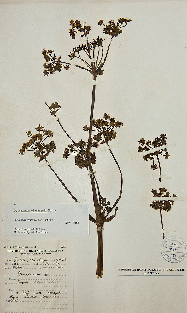 Afroligusticum claessensii
