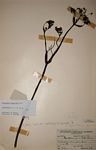 Afrosciadium eylesii