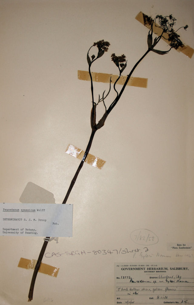 Afrosciadium eylesii