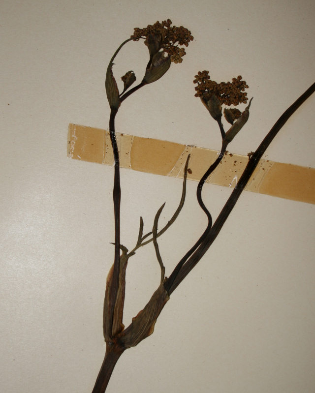 Afrosciadium eylesii