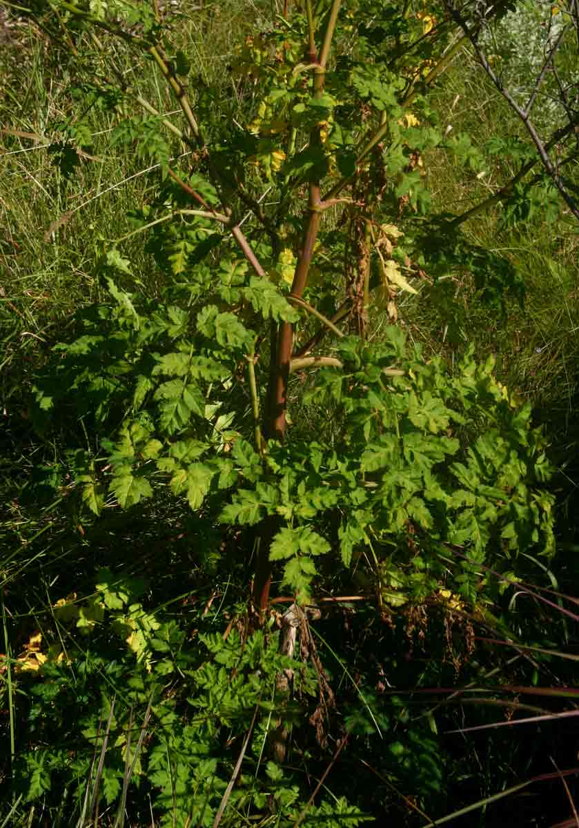 Afroligusticum linderi