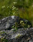Afroligusticum linderi