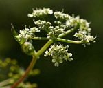 Afroligusticum linderi