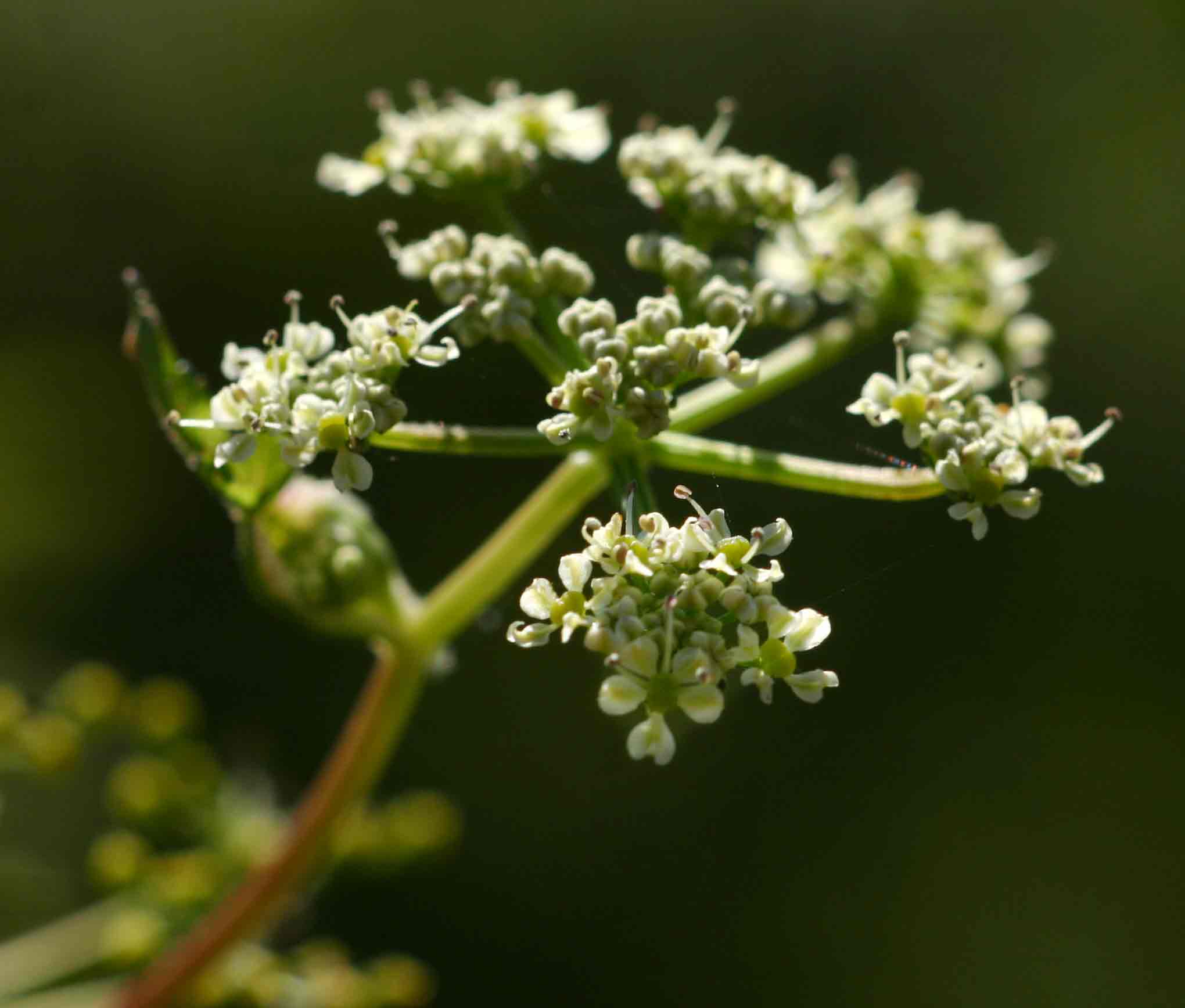 Afroligusticum linderi