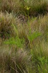 Afrosciadium rhodesicum