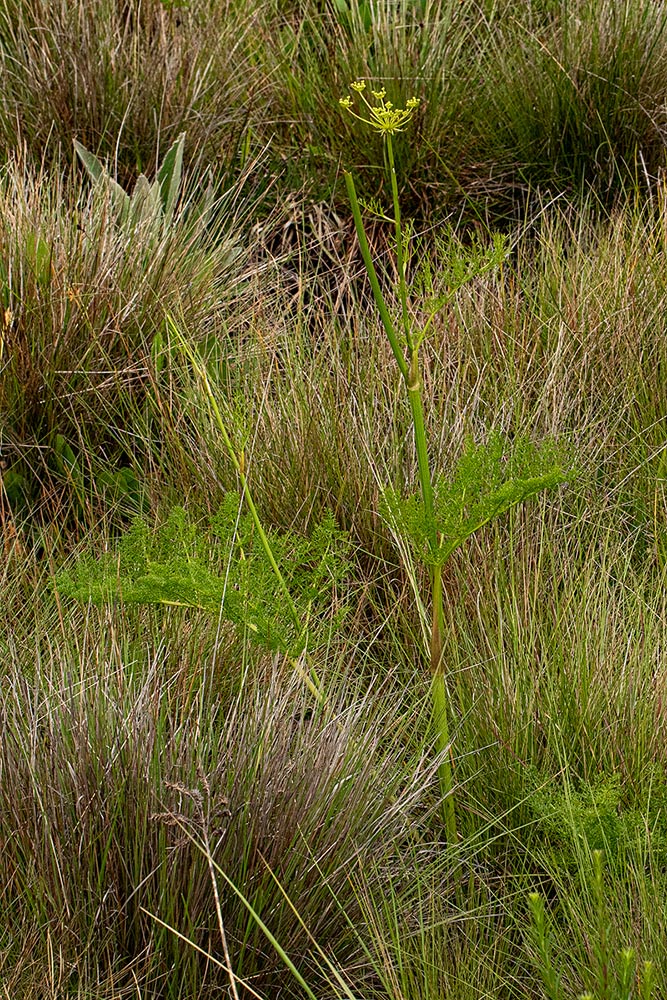 Afrosciadium rhodesicum