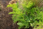 Afrosciadium rhodesicum