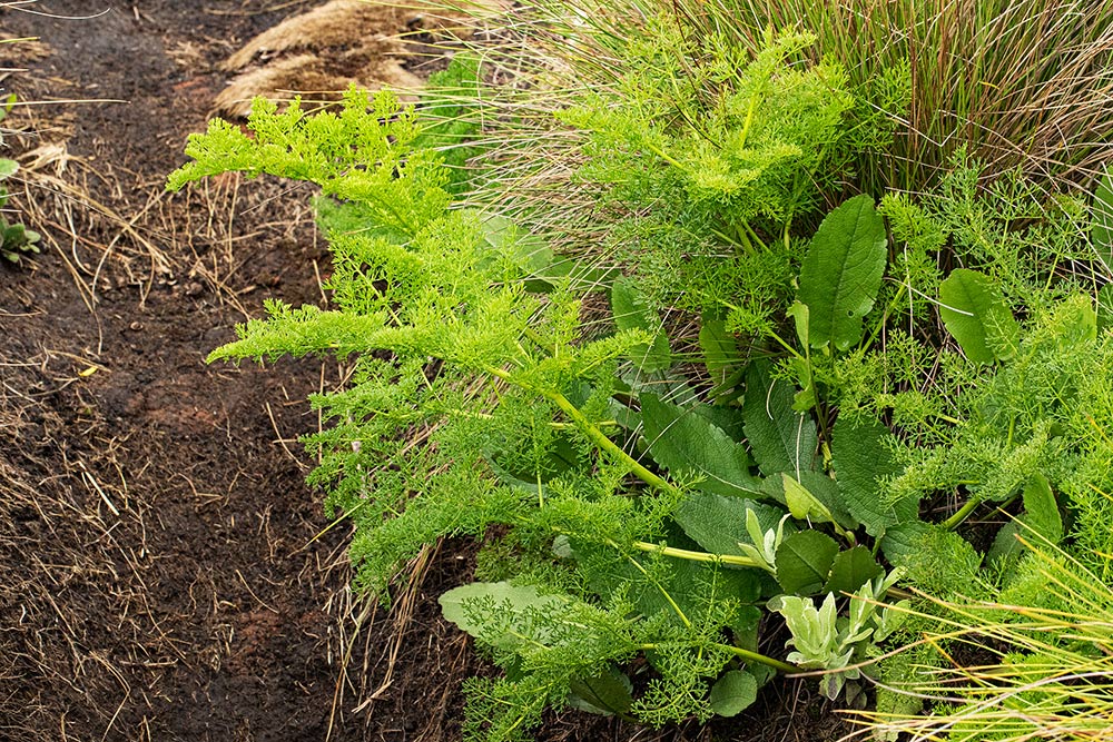 Afrosciadium rhodesicum