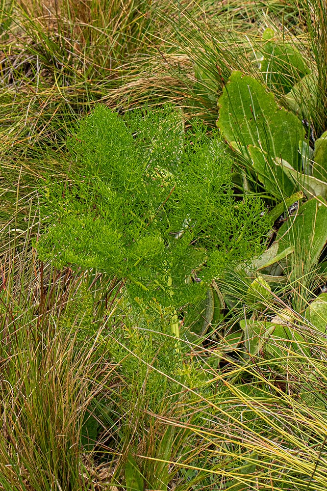 Afrosciadium rhodesicum