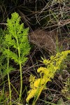 Afrosciadium rhodesicum
