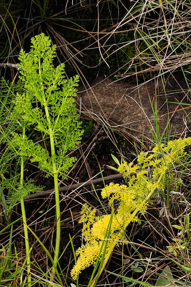 Afrosciadium rhodesicum