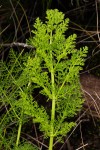 Afrosciadium rhodesicum