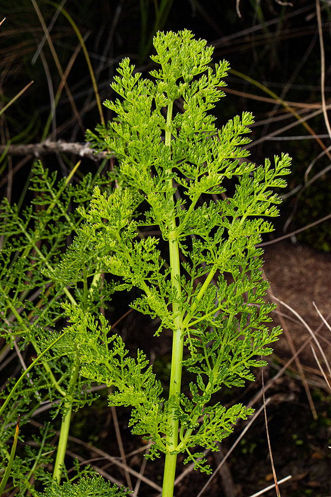 Afrosciadium rhodesicum