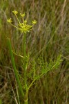 Afrosciadium rhodesicum