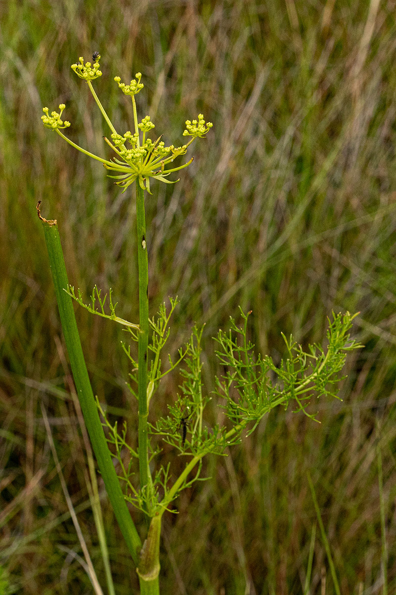 Afrosciadium rhodesicum