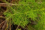 Afrosciadium rhodesicum