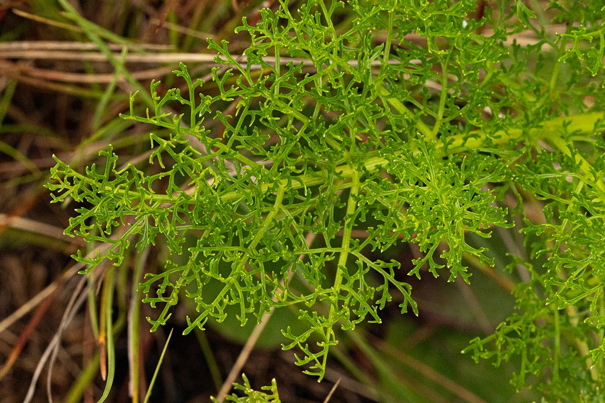 Afrosciadium rhodesicum