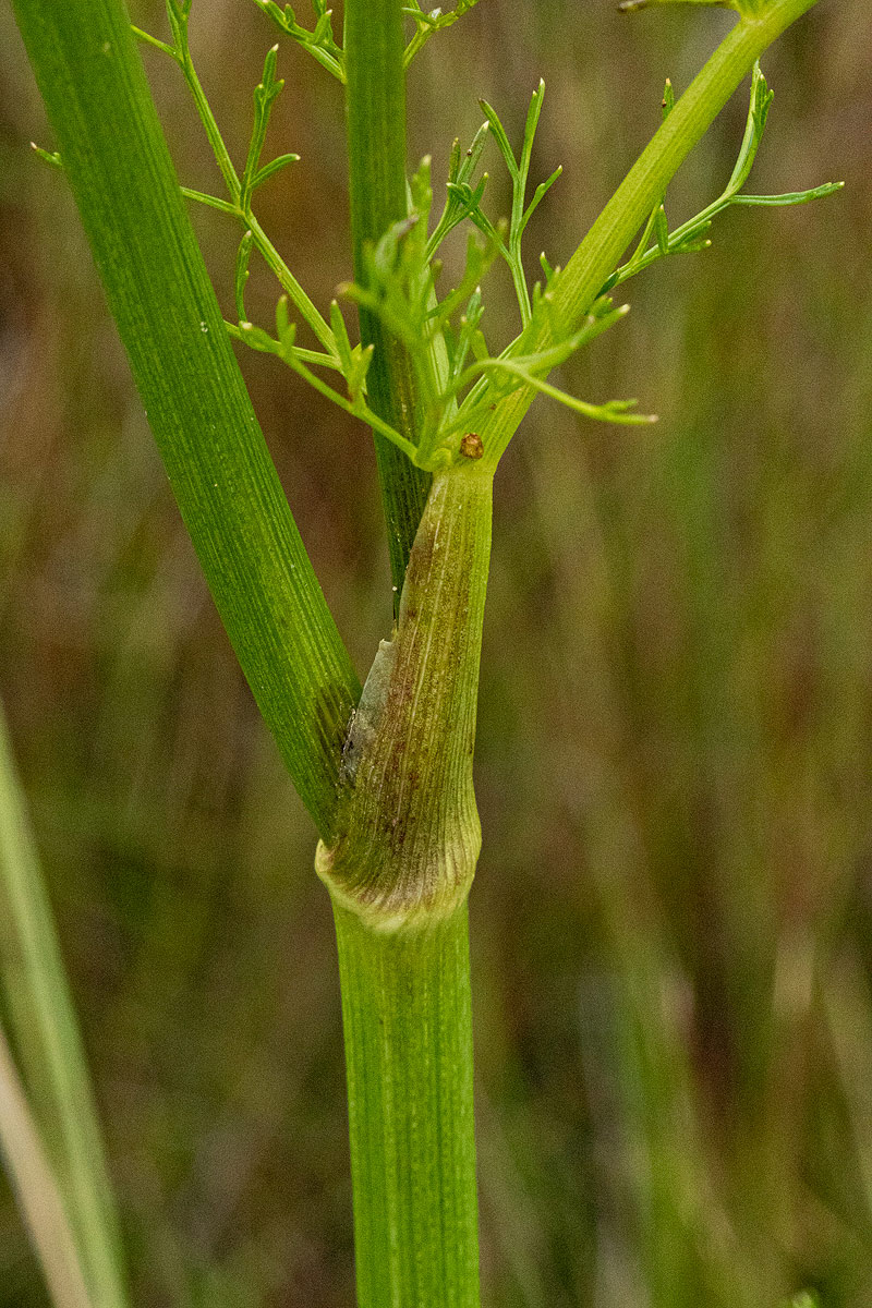 Afrosciadium rhodesicum
