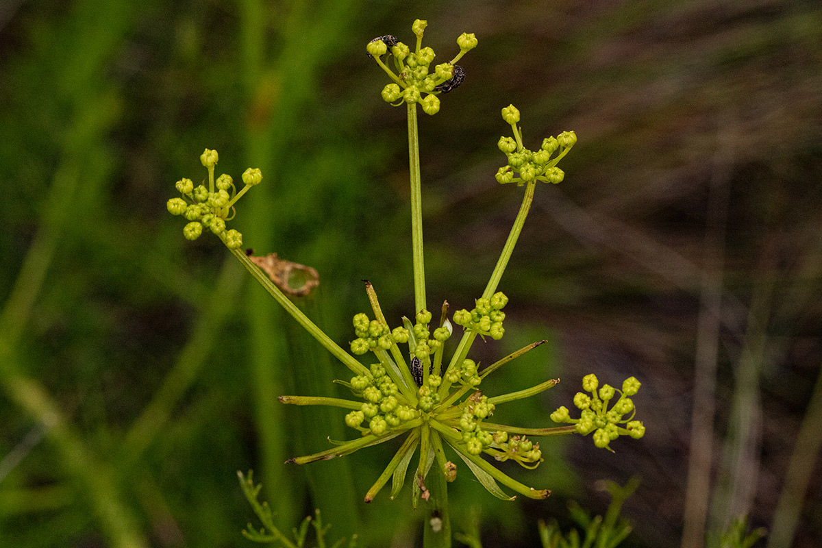 Afrosciadium rhodesicum