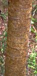 Steganotaenia araliacea var. araliacea