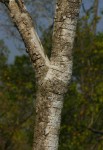 Steganotaenia araliacea var. araliacea