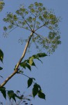 Steganotaenia araliacea var. araliacea