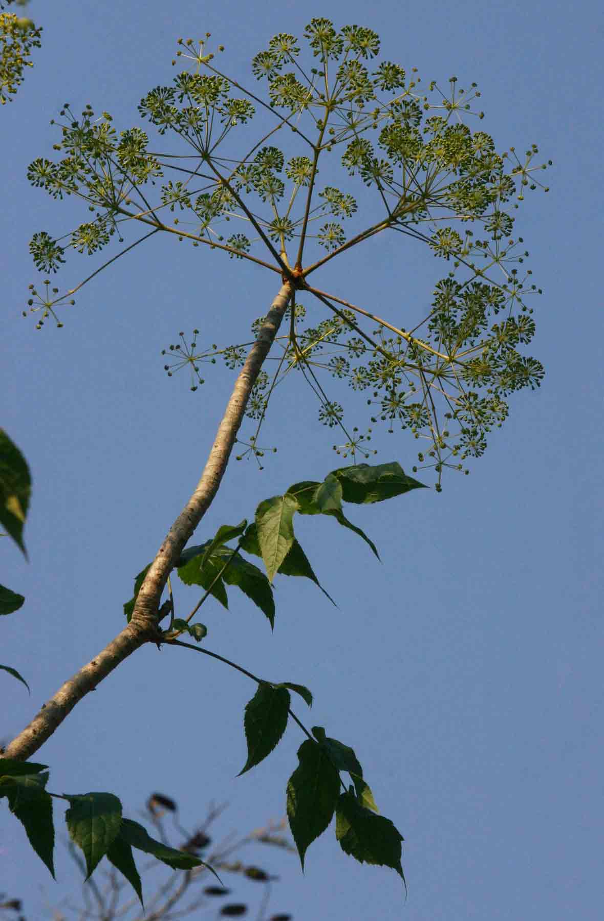 Steganotaenia araliacea var. araliacea