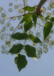Steganotaenia araliacea var. araliacea