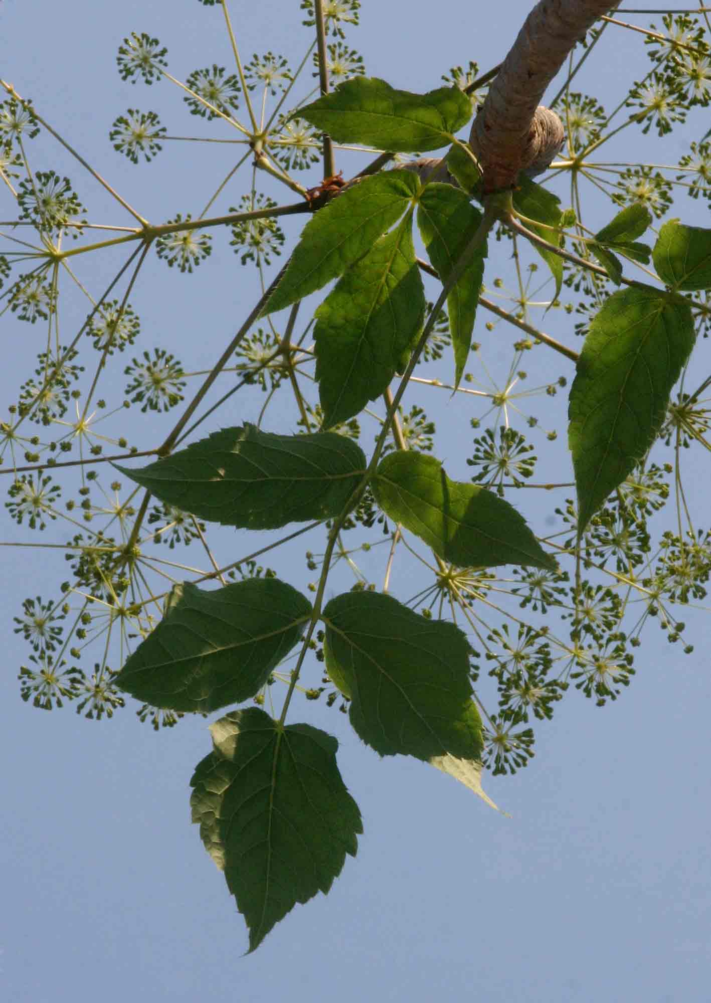 Steganotaenia araliacea var. araliacea