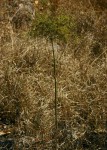 Steganotaenia araliacea var. araliacea