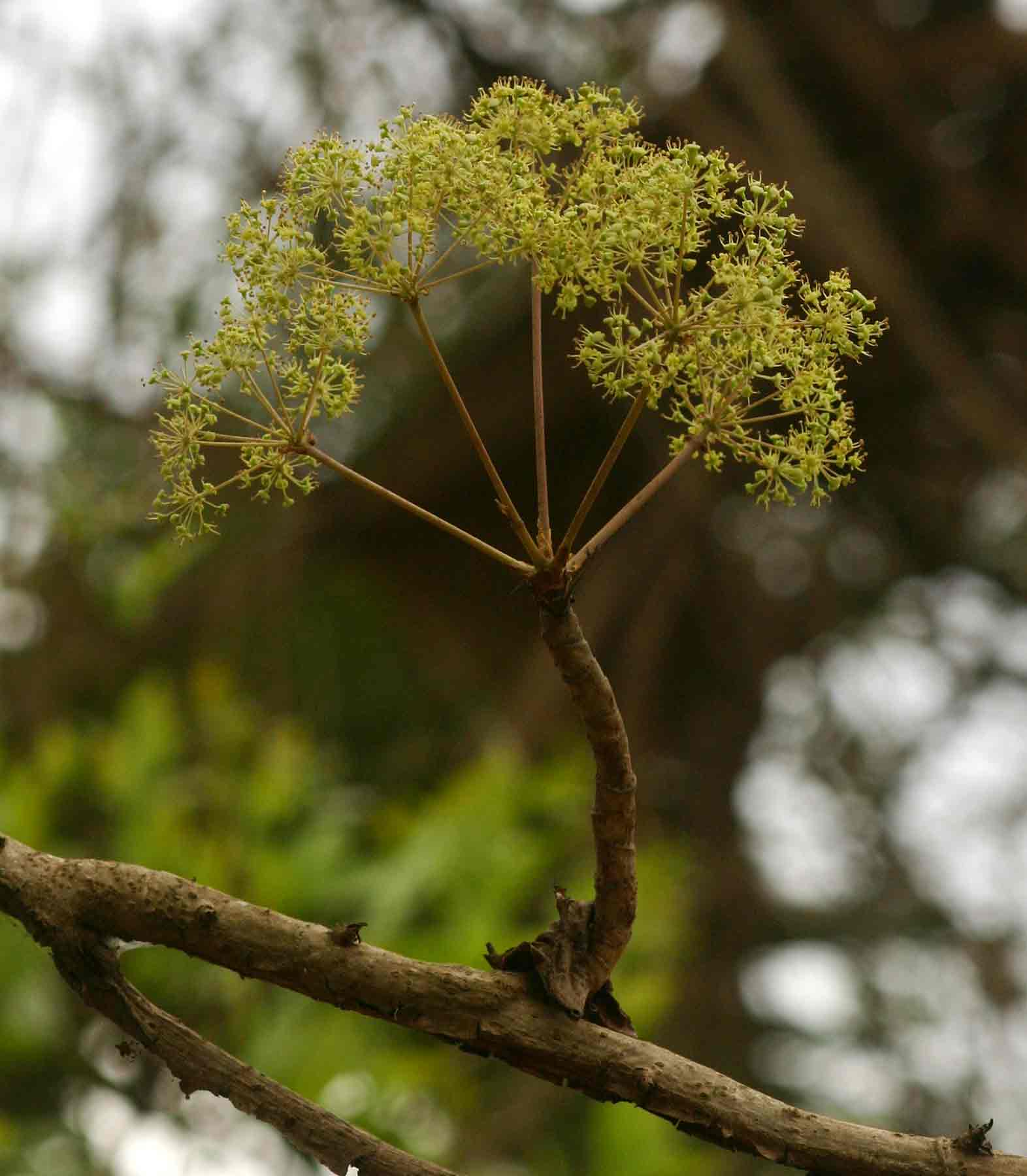 Steganotaenia araliacea var. araliacea
