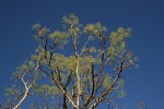Steganotaenia araliacea var. araliacea