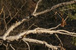 Steganotaenia araliacea var. araliacea