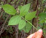 Steganotaenia araliacea var. araliacea