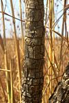 Steganotaenia araliacea var. araliacea