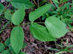 Steganotaenia araliacea var. araliacea