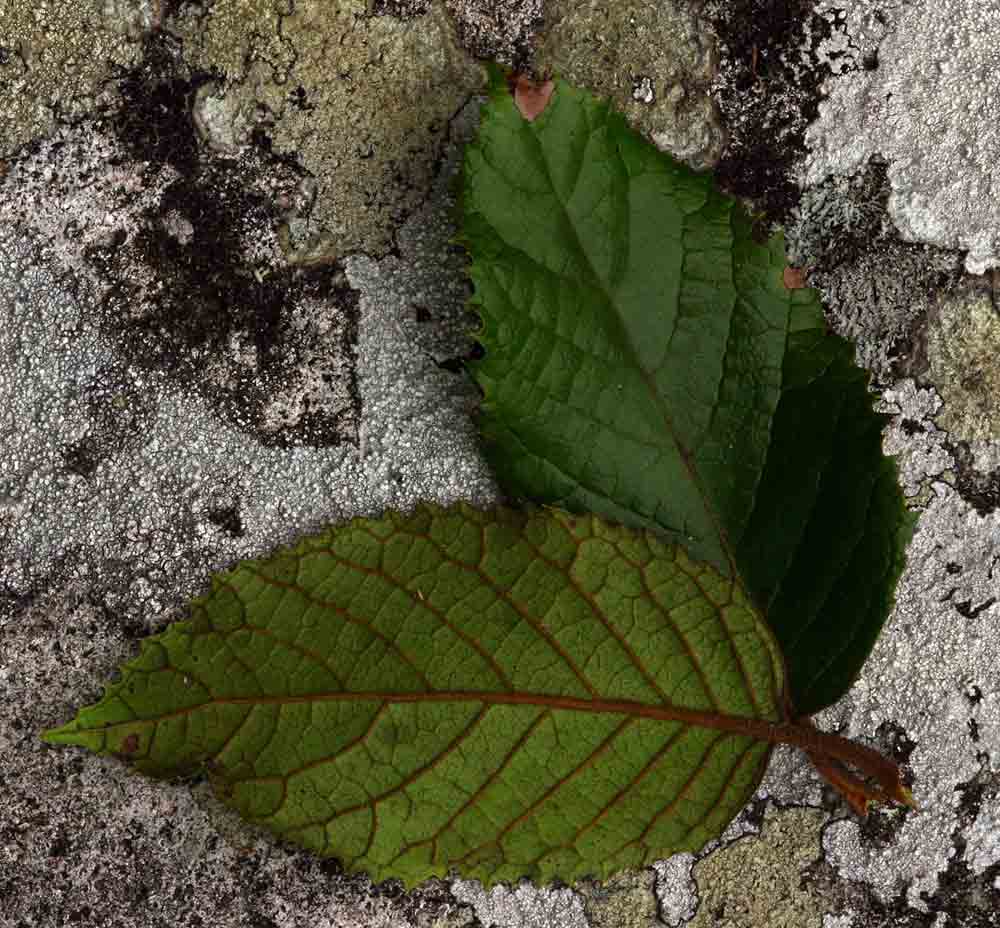 Curtisia dentata