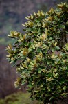 Curtisia dentata